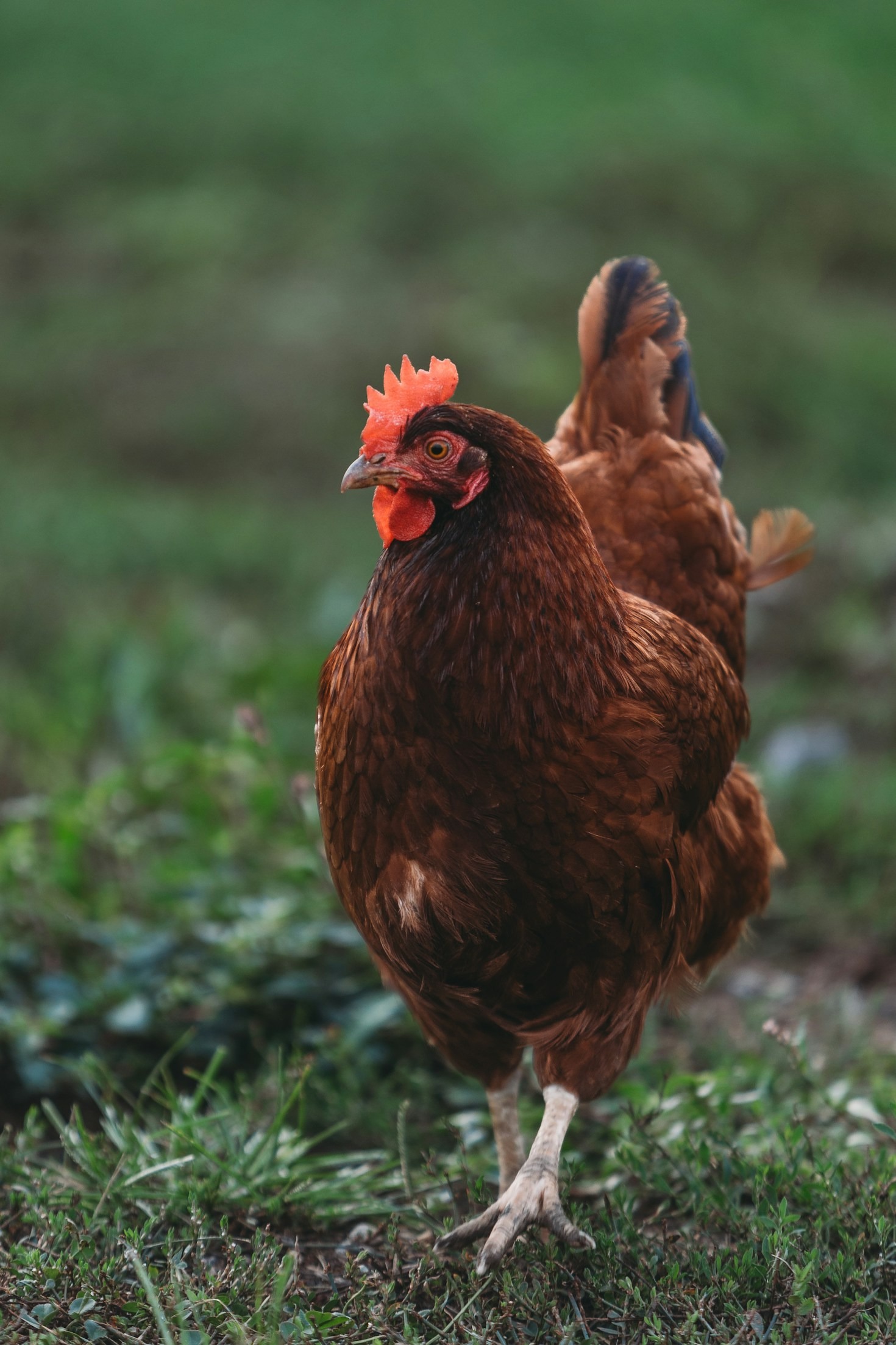 Fördelarna med lokalt producerade ägg